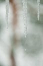 Dripping icicle Royalty Free Stock Photo