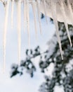 Dripping icicle Royalty Free Stock Photo