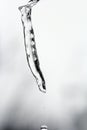 Dripping icicle Royalty Free Stock Photo