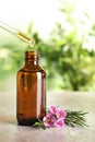 Dripping natural essential oil into bottle near tea tree branch Royalty Free Stock Photo