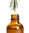 Dripping natural essential oil from tea tree branch into bottle
