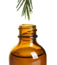 Dripping natural essential oil from tea tree branch into bottle on white Royalty Free Stock Photo