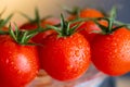 Dripping red tomatoes Royalty Free Stock Photo