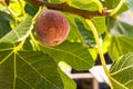 Dripping ripe fig on the tree