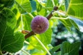 Dripping ripe fig on the tree, soft focus