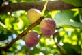 Dripping ripe fig on the tree, soft focus