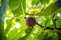 Dripping ripe fig on the tree, soft focus