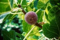 Dripping ripe fig on the tree, soft focus