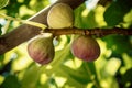 Dripping ripe fig on the tree, soft focus