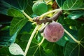 Dripping ripe fig on the tree, soft focus