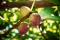 Dripping ripe fig on the tree, soft focus