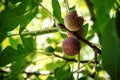 Dripping ripe fig on the tree, soft focus