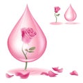 Dripping of rose oil Royalty Free Stock Photo