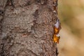 Dripping sap, natural gum tree resin on bark with blurred yellow