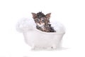 Dripping Wet Kitten on White Royalty Free Stock Photo