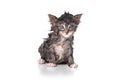 Dripping Wet Kitten on White Royalty Free Stock Photo