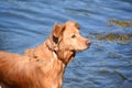 Dripping Wet Profile of a Nova Scotia Duck Tolling Retriever Royalty Free Stock Photo