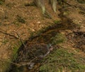 Drive of creek in mountains Krusne in north Bohemia in spring day Royalty Free Stock Photo