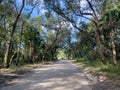 The drive through the forrest in Timucuan Ecological National Park