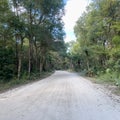 The drive through the forrest in Timucuan Ecological National Park