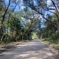 The drive through the forrest in Timucuan Ecological National Park