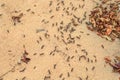 Driver ants or safari ants