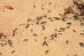 Driver ants or safari ants