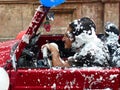 Driver covered with foam which is spraying on everyone on traditional Carnival