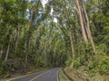 Driver\'s point of view of a highway flanked by Mahogany trees. Passing by the Bilar Man Made Forest in Bohol Royalty Free Stock Photo