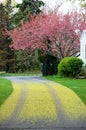 Driveway cherry tree blossom Royalty Free Stock Photo