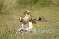 Driveway while looking eagle prey eaten Royalty Free Stock Photo