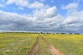 Driveway to the Barn in a Field covered in Yellow Flowers with a cloudy sky Royalty Free Stock Photo