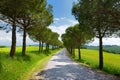 Driveway to the Italian manor house between fields of Toscana. Pine tree alley along paved road near Montepulciano, Tuscany, Italy