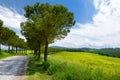 Driveway to the Italian manor house between fields of Toscana. Pine tree alley along paved road near Montepulciano, Tuscany, Italy