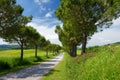 Driveway to the Italian manor house between fields of Toscana. Pine tree alley along paved road near Montepulciano, Tuscany, Italy