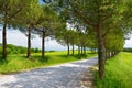 Driveway to the Italian manor house between fields of Toscana. Pine tree alley along paved road near Montepulciano, Tuscany, Italy