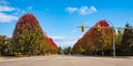 Driving along the beautiful autumn road. Fall scenery of long rows of golden red trees along an avenue in autumn foliage Royalty Free Stock Photo