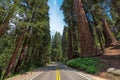 Driving through Avenue of the giants sequoia in Sequoia National Park, California, USA. Royalty Free Stock Photo