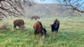 Driving through the badlands hills and mountains with Wild Bison in the road in Theodore Roosevelt National Park Royalty Free Stock Photo