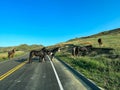 Driving through the badlands hills and mountains with Wild Horses standing in the road in Theodore Roosevelt National Park in Royalty Free Stock Photo