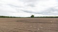 Driving bare spring field with lonely green tree