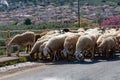 Driving car on roads of Peloponnese, flock of sheeps cross road in Greece