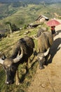 Driving the cows home Royalty Free Stock Photo