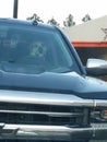 Driving Dog