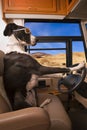 Driving Great Dane Dog Royalty Free Stock Photo