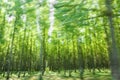 Driving by the green forest in motion blur