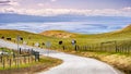 Driving on the hills of south San Francisco bay area; cattle herd grazing on the green meadows; San Jose, California