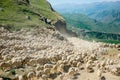 Driving a huge flock of rams and sheep in Dagestan