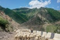 Driving a huge flock of rams and sheep in Dagestan