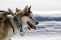 Driving husky dogs in the snow.